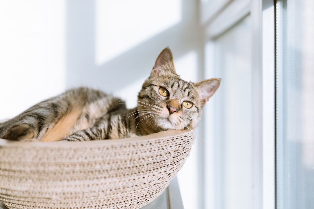 Photo Monstera plant, cat